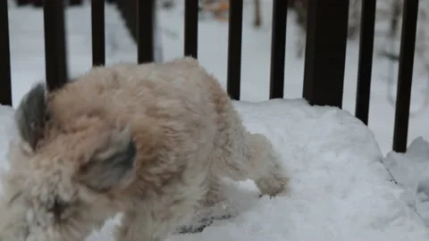 A soft Coated Wheaten Terrier dog Stock Video Pond5