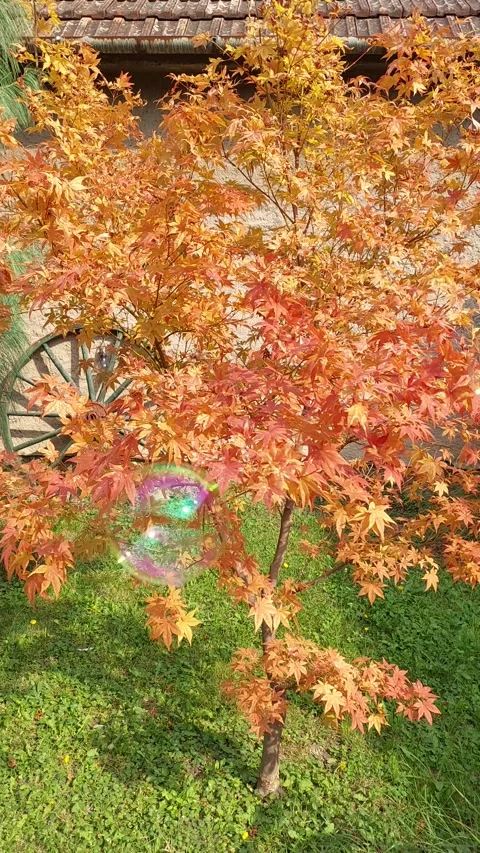 Soft Colored Bubbles Autumn Short Video Video stock 252528402