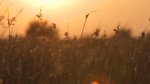 Soft Coloured Sunset in the Countryside 스톡 동영상 109619698