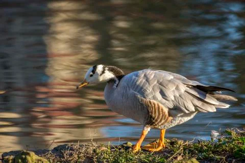 Soft colours bird Foto stock