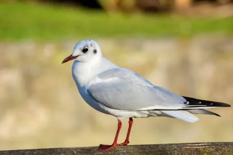 Soft colours bird with selective focus Stock Photos