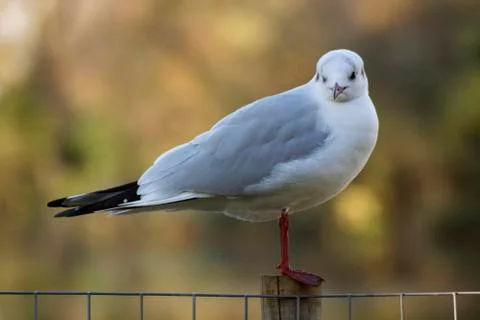 Soft colours bird with selective focus Foto stock