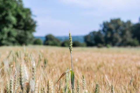 Soft common Wheat field in summer Stock Photos