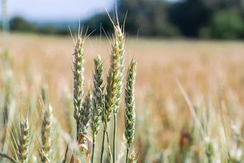 Soft common Wheat field in summer Stock Photos