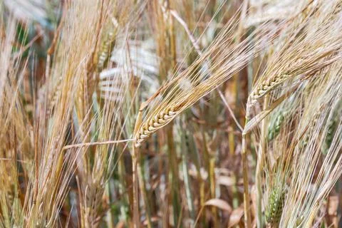Soft common Wheat field in summer Stock Photos