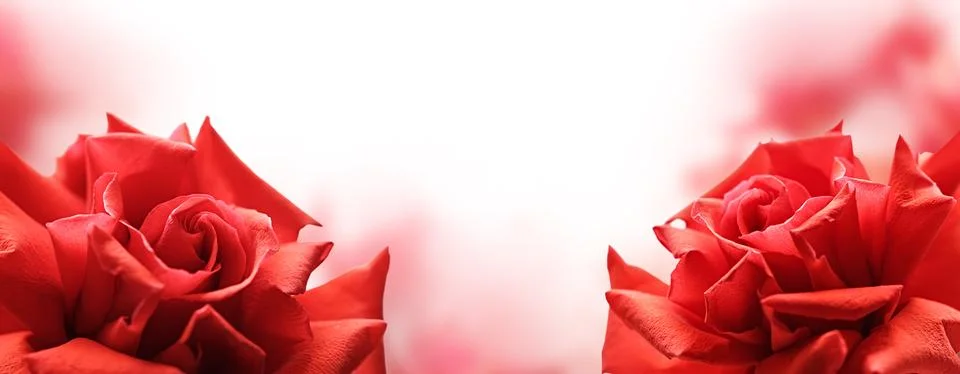 Soft composition of red roses placed at both sides of a white background, i.. 库存照片