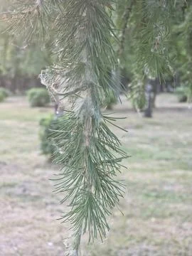 Soft conifer branch blurry background Stock-Fotos