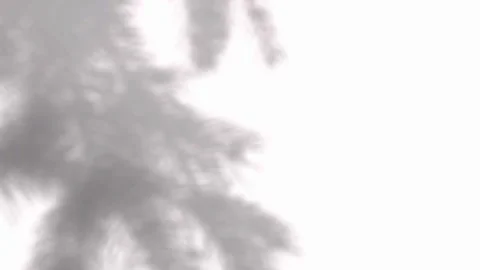 Soft coniferous tree branch shadows sliding across a white surface for brandi 動画素材 346907592