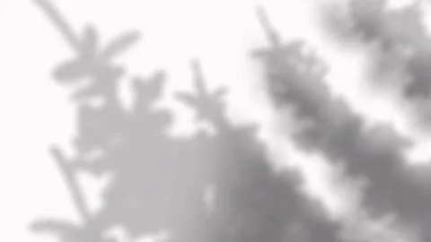 Soft coniferous tree branch shadows sliding across a white surface for brandi Vídeos de archivo 346907595