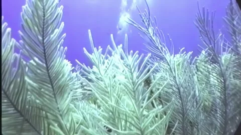 SOFT CORAL 12 Video stock 306627731