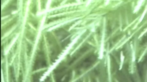 SOFT CORAL 2 Video stock 306551826