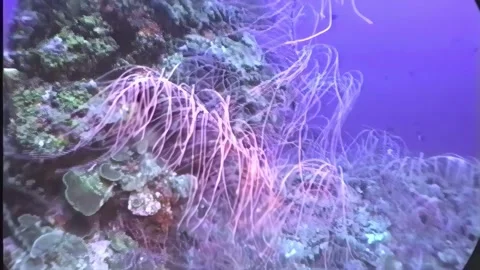 SOFT CORAL 3 Stock Footage 306625725