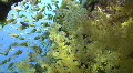 Soft coral and tropical fish HD Footage