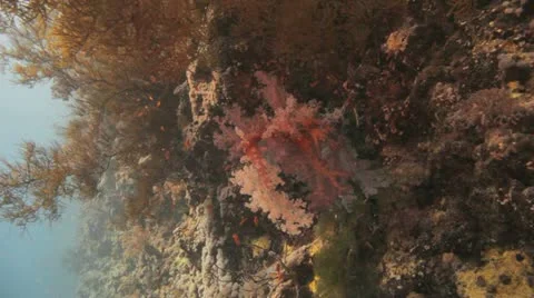 Soft coral beneath massive black coral hanging on the reef Stock Footage 22640042