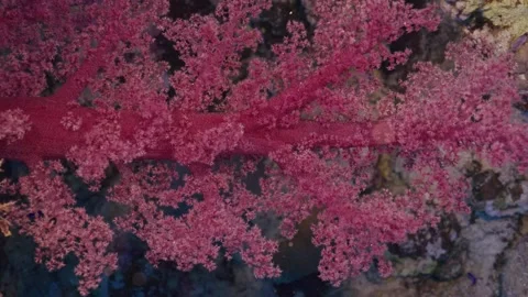 Soft coral branch closeup Stock Footage 344132086