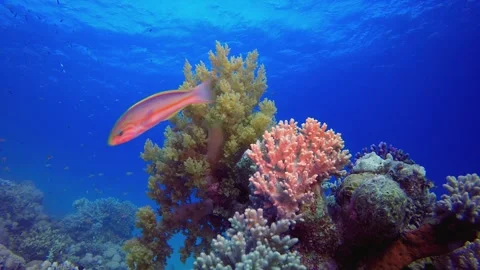 Soft Coral Broccoli and Colourful Fishes Stock Footage 341900922