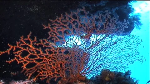 Soft Coral In The Cave Stock Footage 292850000