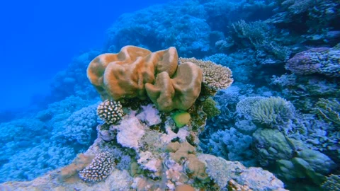 Soft coral colony on reef ledge in clear water of Red Sea Video stock 337521133