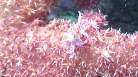 Soft Coral Crab Stockbeeldmateriaal 64800044