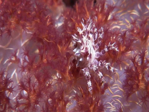 Soft Coral Crab Stock Footage 98703261