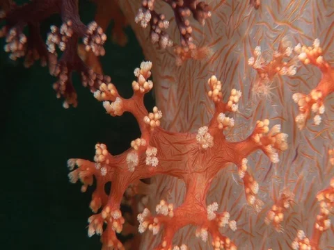 Soft Coral CU Stock Footage 98458202