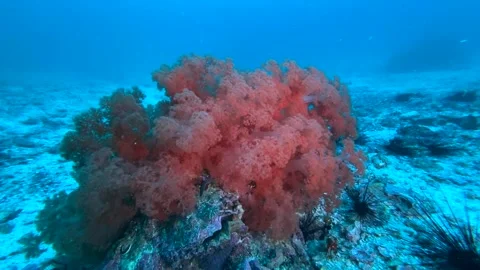 Soft Coral, (Dendronephthya Sp.) On A Reef In The Philippines Clip9057 Video stock 243722779