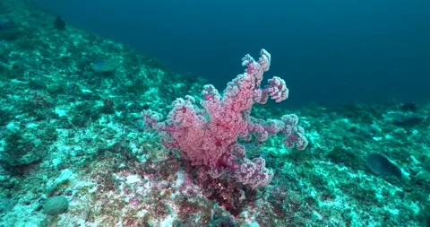 Soft Coral, (Dendronephthya Sp.) On A Reef ClipC0017 Video stock 244195547