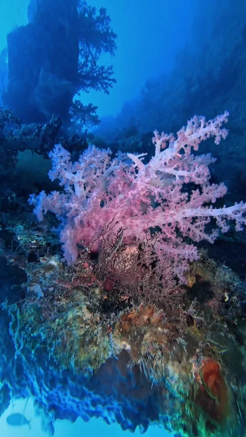Soft Coral (Dendronephtyhya hemprichi) Stock Footage 310553072