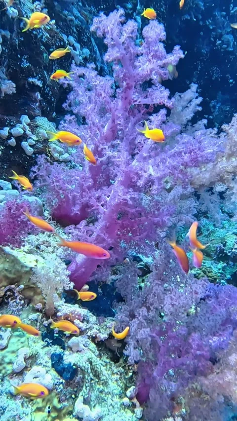 Soft Coral (Dendronephtyhya hemprichi) Stock Footage 310662249