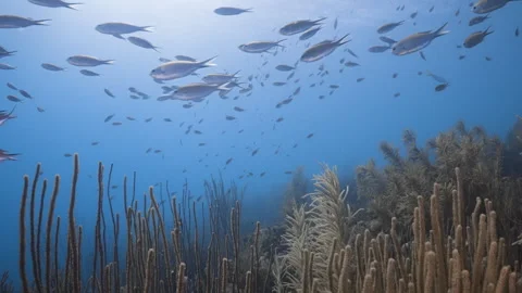 Soft coral field with schooling fish 4k Stock Footage 291280077