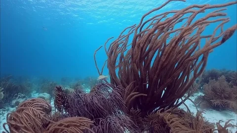 Soft coral flowing in current Stock Footage 88176980