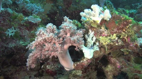 Soft Coral Stock Footage 234377