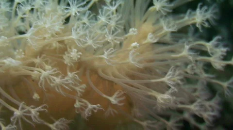 Soft Coral Stock Footage 238812