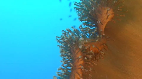 Soft Coral Stock Footage
