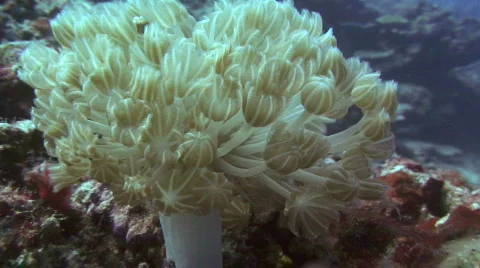 Soft Coral Stock Footage 238987