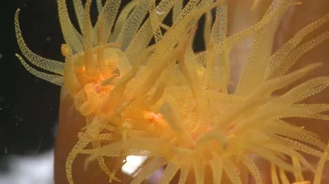 Soft Coral Stock Footage 12202634