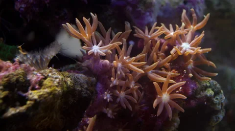 Soft Coral Stock Footage 66577492