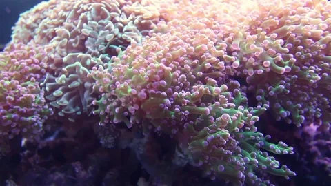 Soft coral Stock Footage 70950063