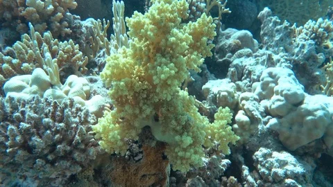 Soft coral Stock Footage 95476805