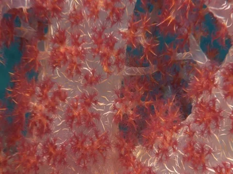 Soft Coral Stock Footage 98672494