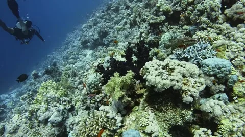 Soft Coral Stock Footage 280681882