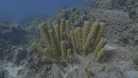 Soft coral Stock Footage 297029647