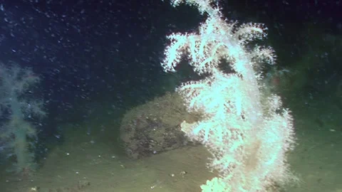 Soft Coral Forest Thrives on a Deep Sea Floor, Midnight Zone Stock Footage 340593993