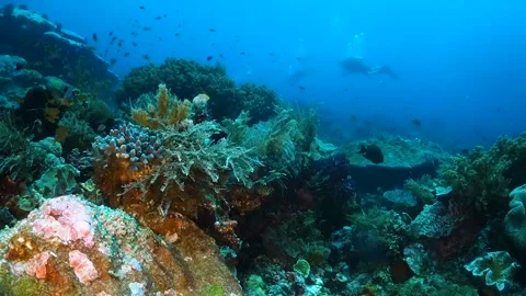 Soft coral formations with divers in the background Video stock 130241824
