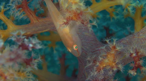 Soft Coral Ghostgoby 4k Stock Footage 58777644