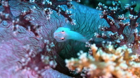 Soft Coral Ghostgoby 4k Stock Footage 58777725