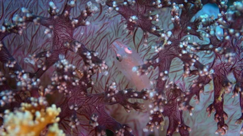 Soft Coral Ghostgoby Stock Footage 58777914