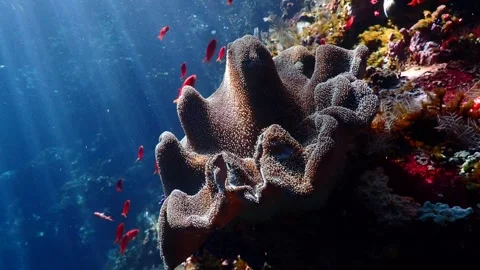 Soft coral in god rays 4K Stock Footage 331276825