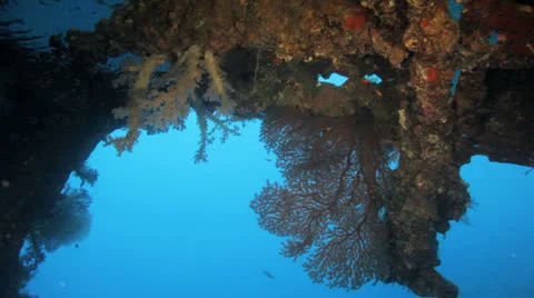 Soft coral hanging inside the ship wreck Stock Footage 22725540
