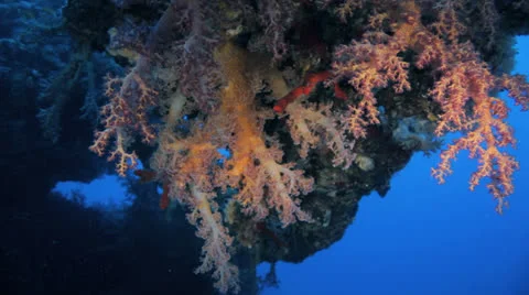 Soft coral hanging inside the ship wreck Stock Footage 22725587